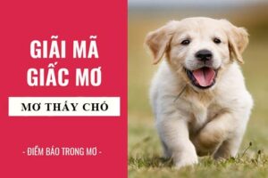 Mơ thấy chó mang lại điềm báo gì? Đánh số nào là may hay nhất